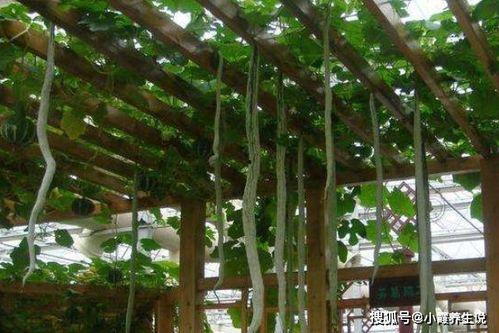 减肥吃蛇瓜,天然低卡美食，轻松打造健康瘦身新体验