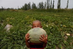 不知吃瓜冲锋人,一场关于成长的冒险之旅