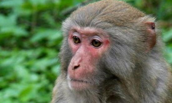 有哪些明星属猴,盘点属猴的璀璨明星